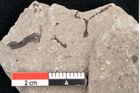Foto (Detailansicht) von Cystoseira communis Unger (NHMW-GEO-2024-0188-6644)